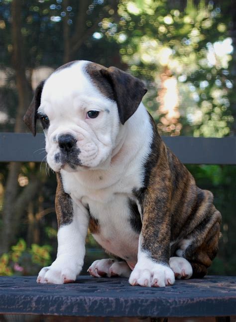 old english bulldog hermes line|Hermes olde english bulldogge breeders.